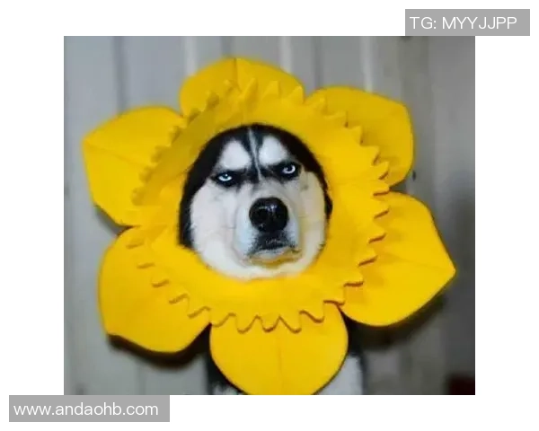 足球明星变身胖胖星球的搞笑表情包大集合让你捧腹大笑